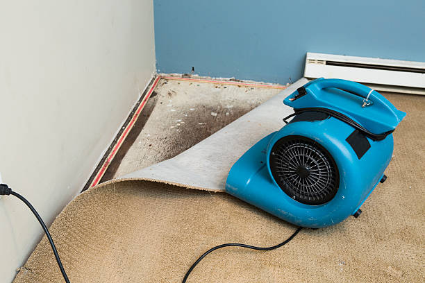Best Water damage restoration mold remediation  in Swansea, IL